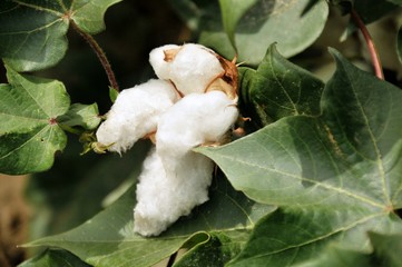 cotton