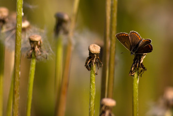 Small copper