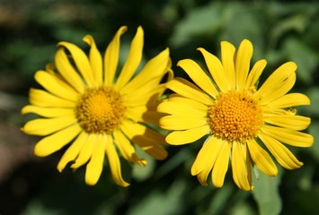 marguerite jaune