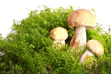 three fresh boletus edulis