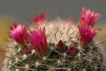 mammilaria cactus flowers