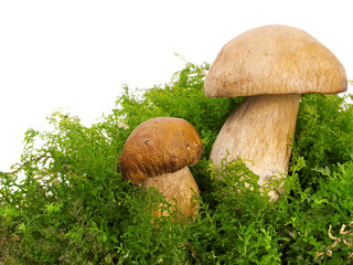 Two boletus edulis