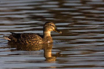 duck in water of lake