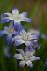 Floral background of blue and white spring flowers close up