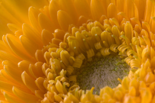 Macro image of summer yellow flower