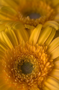 Macro image of summer yellow flower