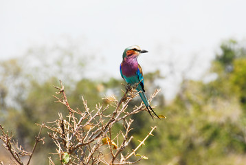 Lilac-Breasted Roller