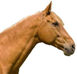 Pferd Kopf