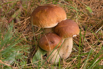 Three ceps.