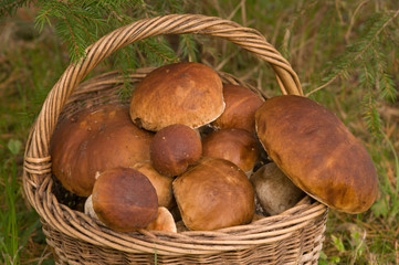 Crop of mushrooms.
