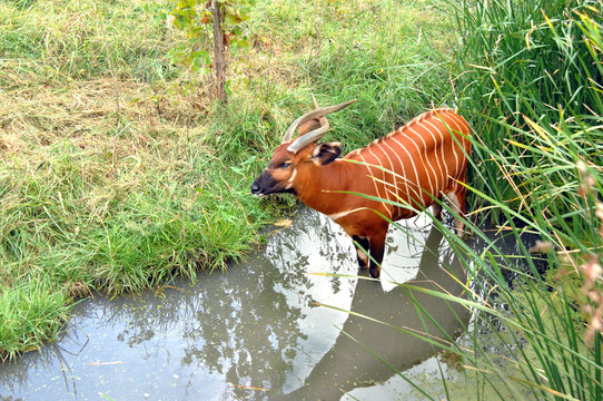 Bongo Antelope