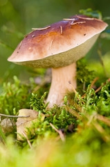 mushrooms in forest