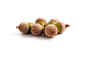 Acorn