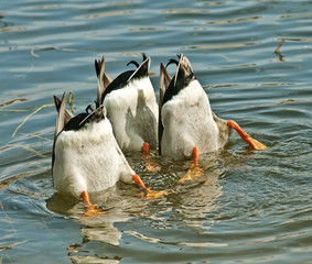 Ducks Fishing