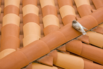 Pigeon On A New Roof