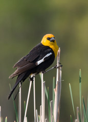 Yellow-headed Blackbird Perched on the Wetland Vegetation