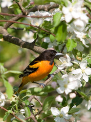 Naklejka premium Baltimore Oriole in Apple Blossoms