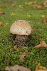 Perlpilz auf der Wiese