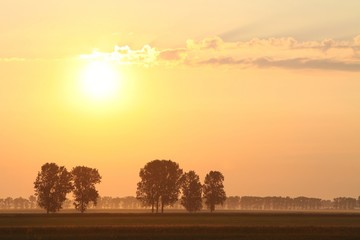 Fototapeta na wymiar Misty summer sunrise with trees in the field of rape