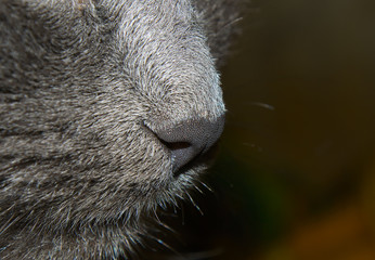 Cat's nose closeup