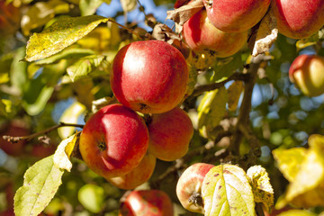 Jabłka na drzewie - obrazy, fototapety, plakaty