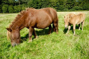 Fototapeta premium Horse mother and foal eating green grass