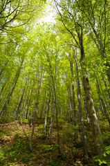 Fototapeta premium beech forest in spring