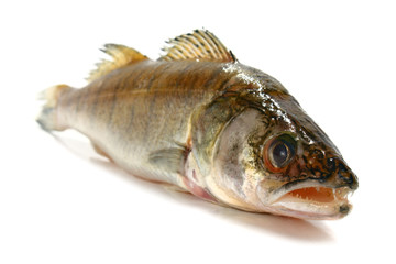 fresh raw fish