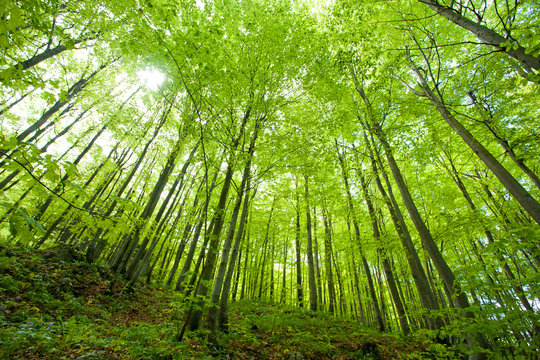 beech forest in spring