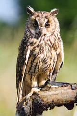 Crédence de cuisine en verre imprimé Hibou long-eared owl