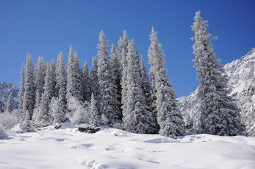 Winter with mountains and fur-trees in snow