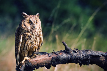 long-eared owl