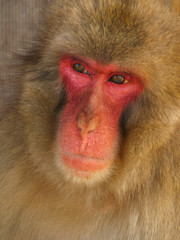 macaque du Japon