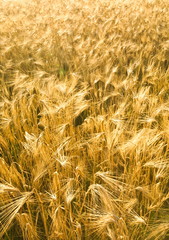 wheat field before harvesting