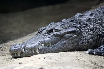 Cercles muraux Crocodile Central American crocodile