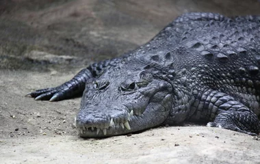 Crédence de cuisine en verre imprimé Crocodile Central American crocodile