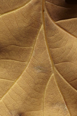close-up of brown autumnal oak leaf