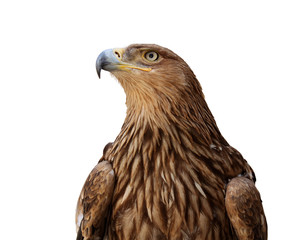 golden eagle isolated on white