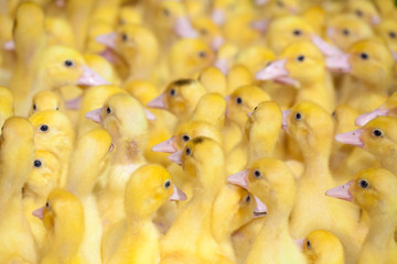 Little Ducklings