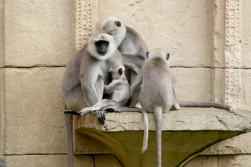 Affenfamilie auf dem Haufen