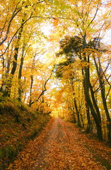 forest road in autumn