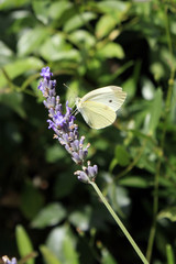 papillon sur brin de lavande