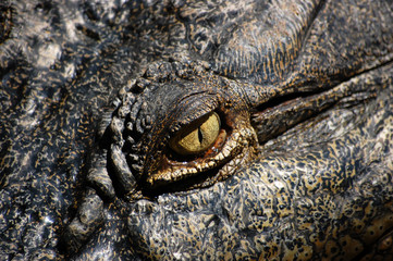 Naklejka premium Close up view of the eye of a crocodile.