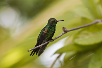 Fototapeta na wymiar Zielona piersiach Mango (Anthracothorax prevostii) koliber