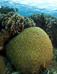 Naklejka na ściany i meble Coral reef brain and lettuce coral