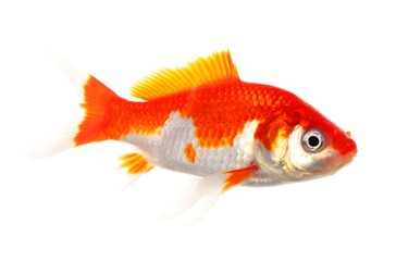 goldfish