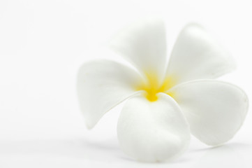 Fototapeta na wymiar Kwiat frangipani - Plumeria obtusa