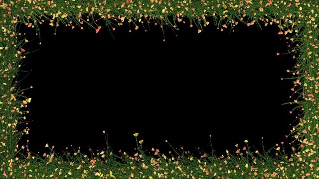 Roses frame growth, Alpha included