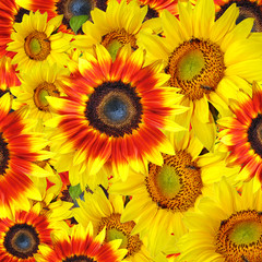 Fototapeta na wymiar Sunflower background
