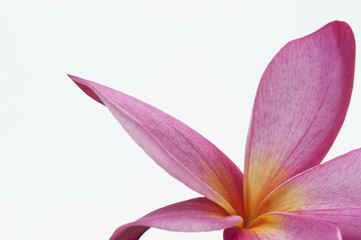 Frangipani Blume